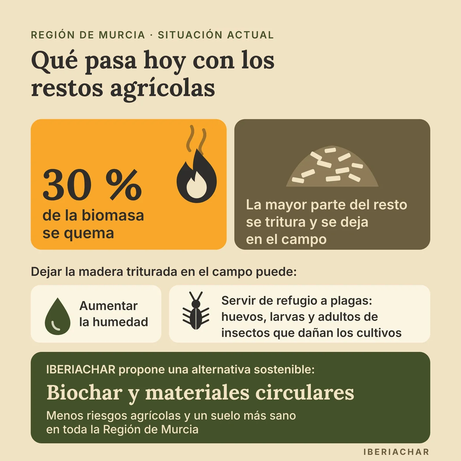 Infografía: alrededor del 30 % de la biomasa de la Región de Murcia se quema y la mayor parte del resto se tritura y se deja en el campo. La madera recién triturada y los restos de hojas pueden retener agua y proteger huevos, larvas e incluso adultos de insectos que dañan los cultivos. IBERIACHAR propone una alternativa sostenible: biochar y materiales circulares, con menos riesgos agrícolas y un suelo más sano en toda la Región de Murcia.